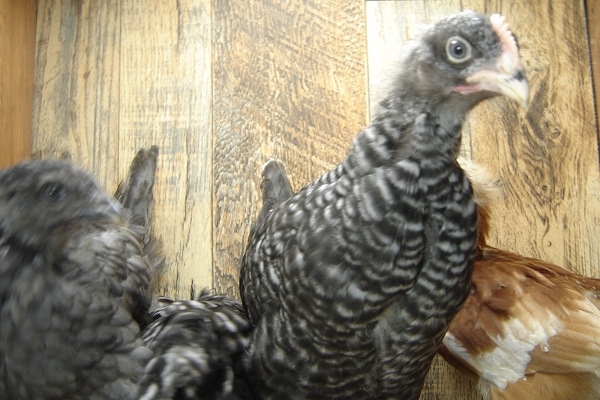 4 of 8 Pullet Chicks Week 4
